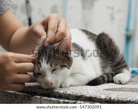 Cat ears cleaning.