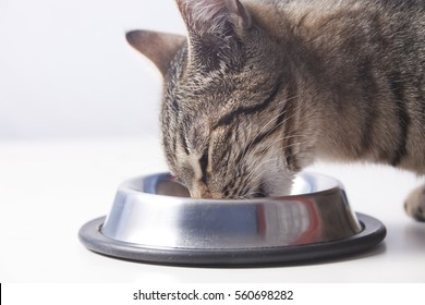 Cat Eating From The Bowl. Close Up