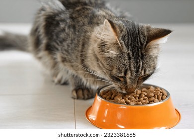 Cat Eating from Bowl. Young Cat Eats Food, Licking Tongue. Feline Feeding at Home Floor Background. Tabby Cat Eating Meat, Meal, Looking up, Down. Front View. Pet Food Banner. Domestic Animals Food. - Powered by Shutterstock