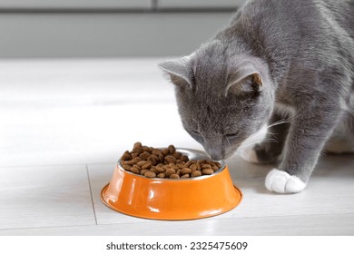 Cat Eating from Bowl. Young Cat Eats Food, Licking Tongue. Feline Feeding at Home Floor Background. Tabby Cat Eating Meat, Meal, Looking up, Down. Front View. Pet Food Banner. Domestic Animals Food. - Powered by Shutterstock