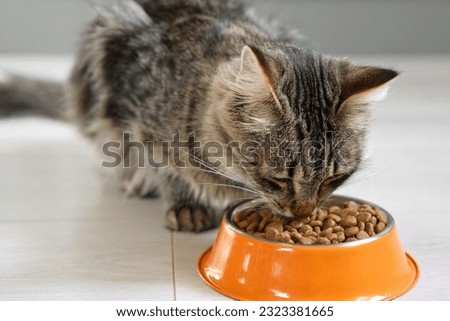 Cat Eating from Bowl. Young Cat Eats Food, Licking Tongue. Feline Feeding at Home Floor Background. Tabby Cat Eating Meat, Meal, Looking up, Down. Front View. Pet Food Banner. Domestic Animals Food.