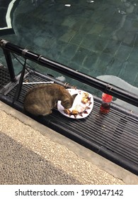 Cat Eating Cake Beside A Swimming Pool