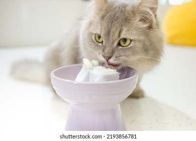 Cat Eating Cake From A Bowl