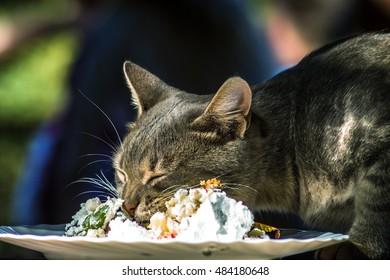 Cat Eating Creamy Cake