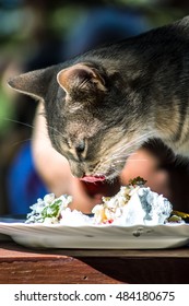 Cat Eating Creamy Cake