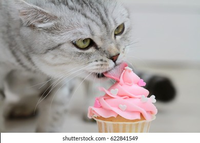 Cat Eating A Cupcake