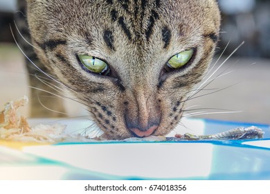 Cat Eating Delicious Fish. It Make Eyes Scary Because Afraid Another Eat Fish. It Small Typically Furry Carnivorous Mammal. It Strong Flexible Body Quick Reflexes Sharp Claw. It Black Brown Color Cat