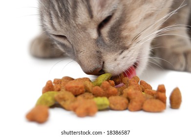 Cat Eating Dry Cat Food