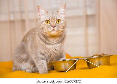 Cat Eating Dry Cat Food