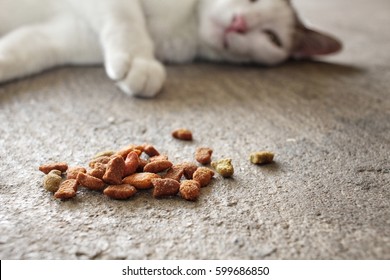 Cat Eating Dry Food