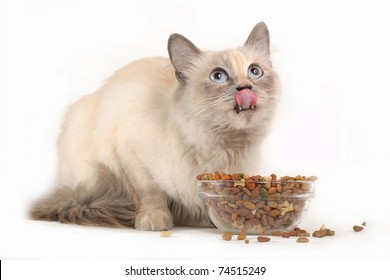 Cat Eating Dry Cat Food