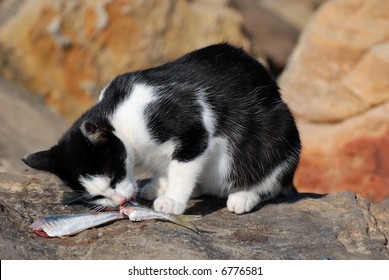 Cat Eating Fish