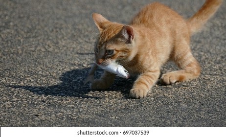 Cat Eating Fish