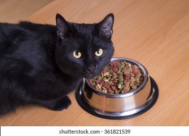 Cat Eating Food In A Dish