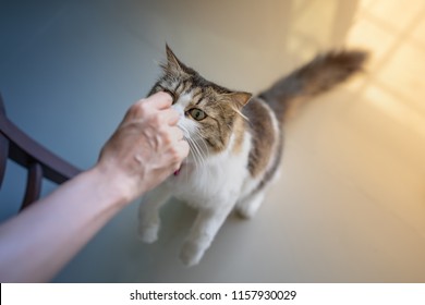 The Cat Is Eating Food From Hands.