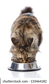 Cat Eating  Food. Isolated On White Background