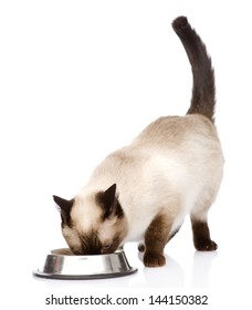 Cat Eating Food. Isolated On White Background