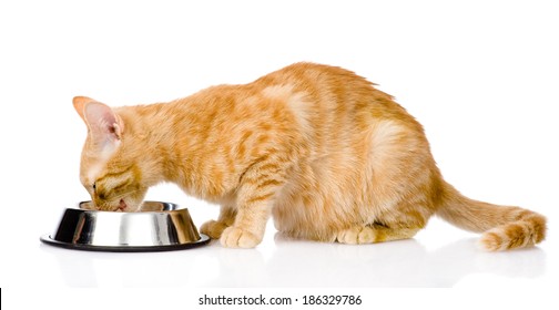 Cat Eating Food. Isolated On White Background