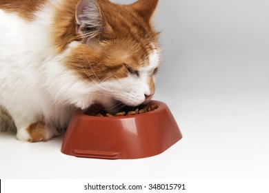 Cat Eating Food. Isolated On White Background