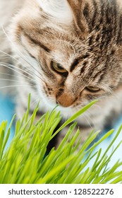 Cat Eating The Grass