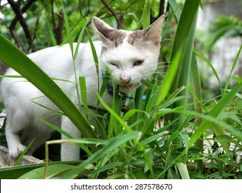 Cat Eating Grass