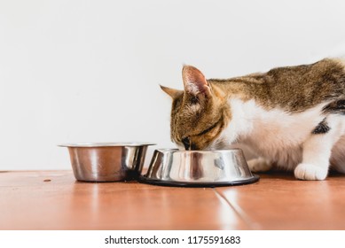 Cat eating from his bowl on the ground. - Shutterstock ID 1175591683