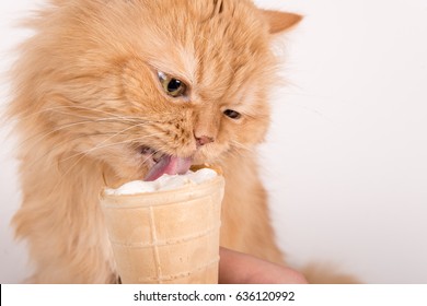 A Cat Eating An Ice Cream