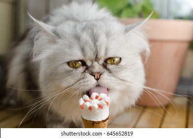 Cat Eating Ice Cream