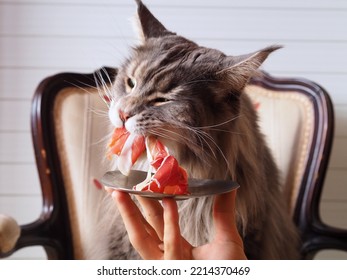 Cat Eating Jamon. Cute Maine Coon Chewing On A Large Slice Of Meat Which The Owner Gives Him. Concept For Raw Food Or Natural Diet For Cats, Dogs And Pets Or Or Picky Cats Carnivores. Selective Focus.