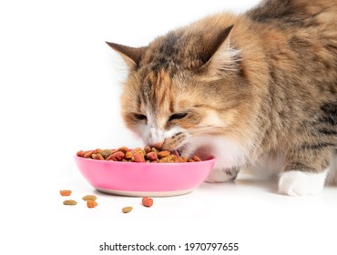 Cat Eating Kibbles From A Bowl. Cute Multicolored Female Kitty With Mouth Open While Taking A Bite Of Dry Pet Food Variety. Concept For Overeating Cats, Dogs And Pets. Isolated On White.