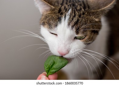 The Cat Is Eating Leaf Of Spinach At Home Or In Indoor.