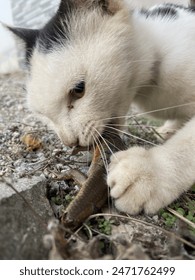 A cat is eating a lizard.