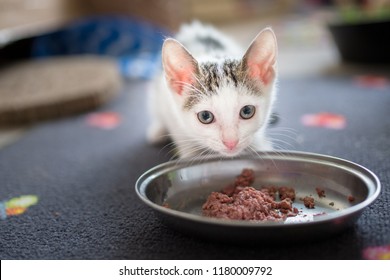 Cat Eating Meat. Cat By The Bowl