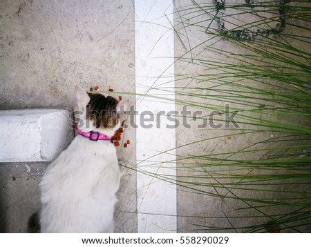 Image, Stock Photo Chili chills. Animal Pet