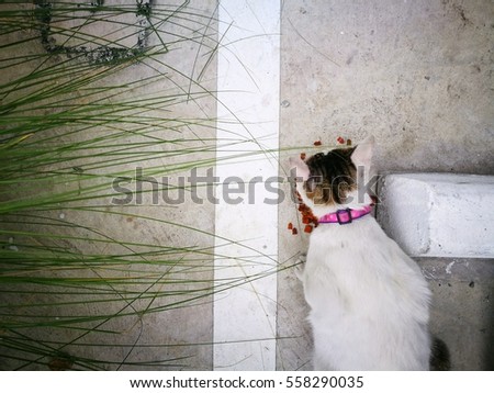 Similar – Image, Stock Photo Chili chills. Animal Pet