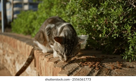 Cat eating on a stone wall in an urban park with green shrubs and buildings in the background, showcasing outdoor feline life. - Powered by Shutterstock