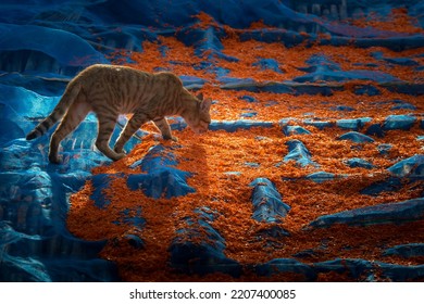 
A Cat Is Eating An Orange-colored Shrimp On A Blue Net.