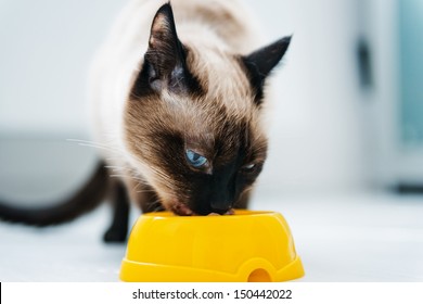 Cat Eating Pet Food 
