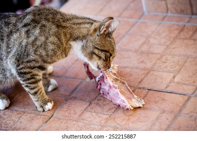 Cat Eating Piece Of Meat