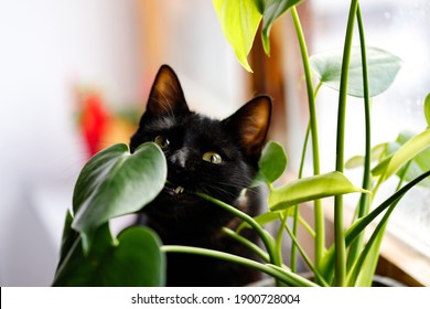 Cat Eating Plant. Black Cat Eating Monstera Plant. 