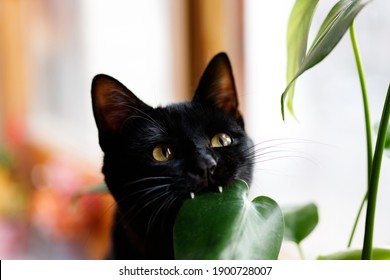 Cat Eating Plant. Black Cat Eating Monstera Plant. 