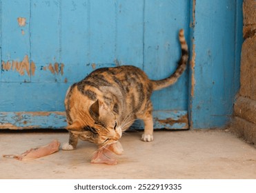 Cat eating raw chicken near a blue door on the streets of the historic Medina, Essaouira, Morocco - Close-up of a stray calico cat feasting on raw meat, typical street scene in Moroccan coastal city - Powered by Shutterstock