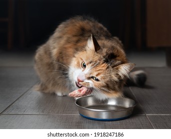 Cat eating raw chicken wing tip. Female kitty chewing on piece of raw meat in the kitchen with head tilted. Concept for raw food diet for cats, dogs and pets or cats are carnivores. Selective focus.