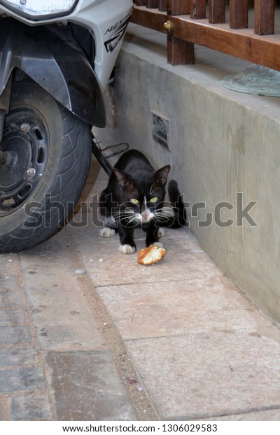 Cat eating a small piece of\
Bred