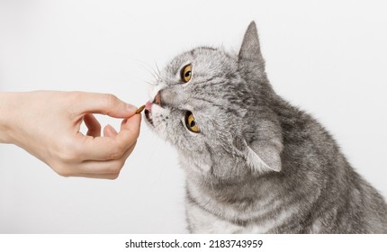 Cat Eating Treat. Woman Giving Pet Food To Cat