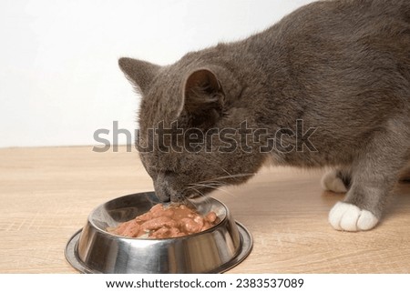 Cat Eating Wet Cat Food. Tabby Gray Kitten Eats Special Food from Silver Steel Bowl against White Wall. Close up. Cute Hungry Feline at Home. Domestic Animal Care. Side View, Copy Space. Pet Feeding