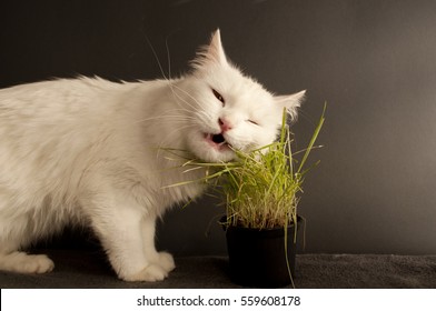 Cat Eating Wheat Grass