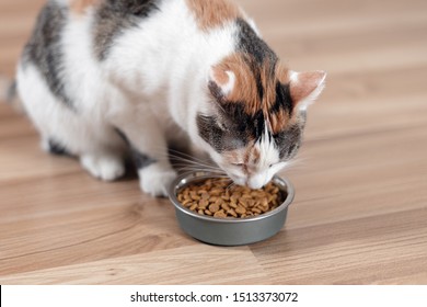 Cat Eats From A Bowl Of Dry Food.