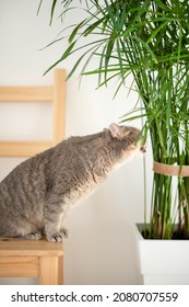 The Cat Eats The Cyperus Plant. Resting