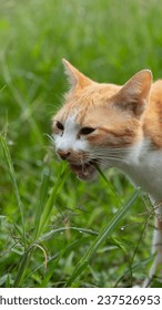 The cat eats the dew on the grass in the morning